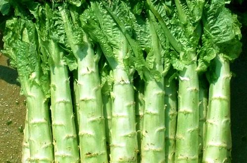 莴笋
